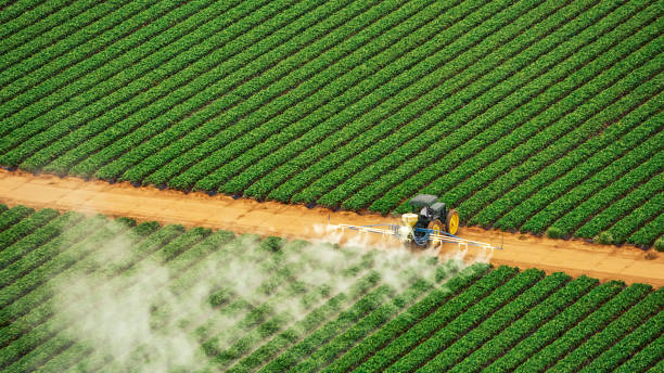 Wasp Removal Services in Hilltop, SC