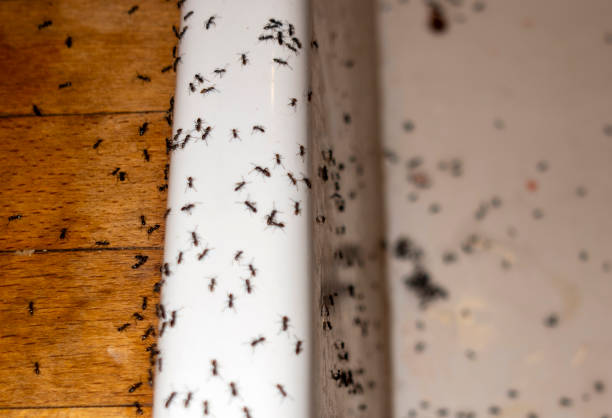 Best Flea Control Services  in Hilltop, SC